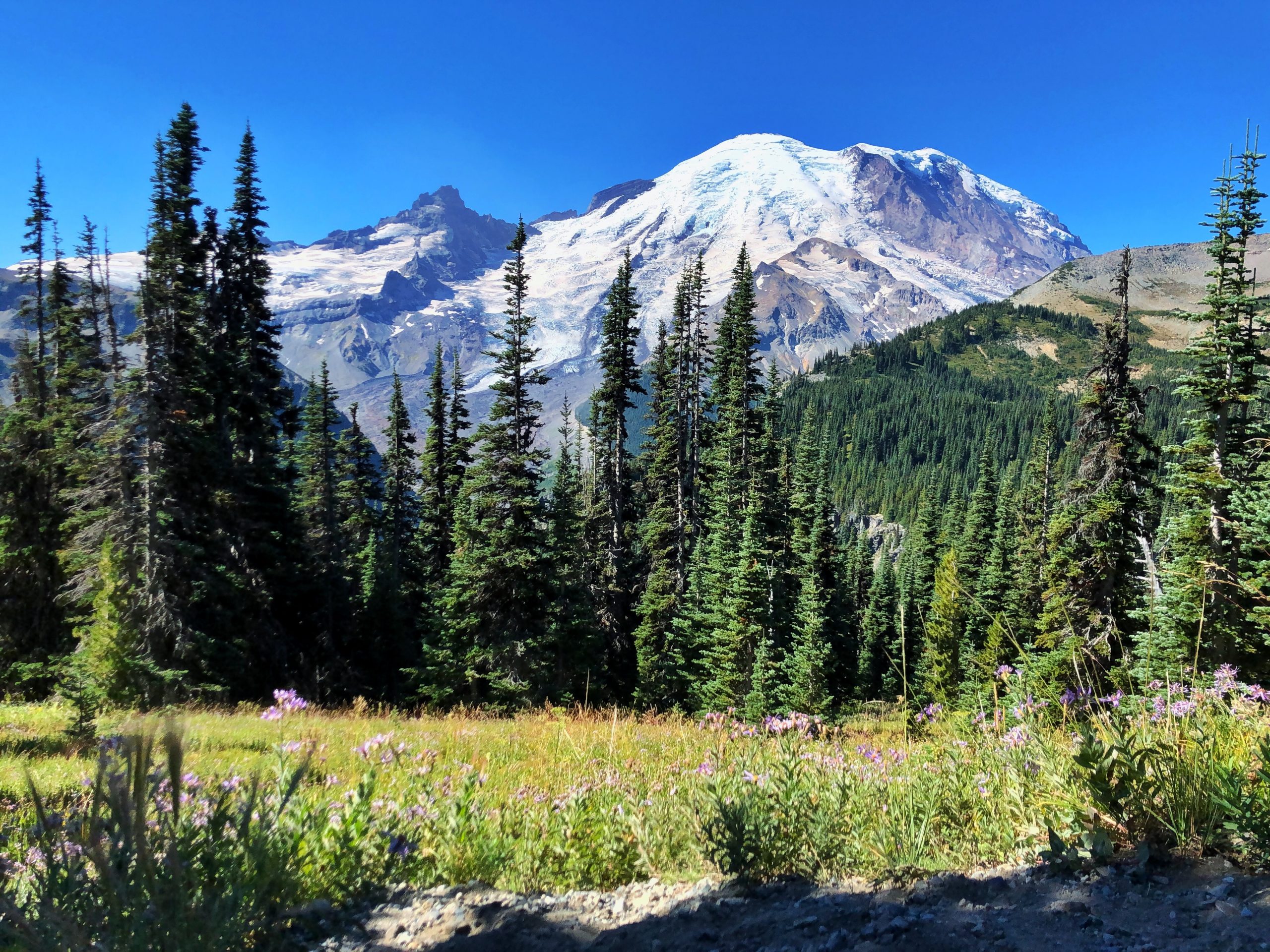 Image of Mount Rainier in the background with grassy fields in the foreground.